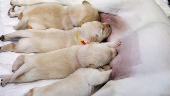 chó đẻ 1 con tốt hay xấu