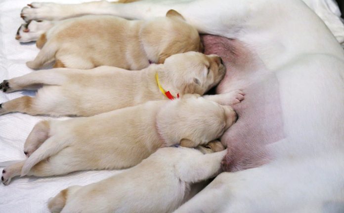 chó đẻ 1 con tốt hay xấu