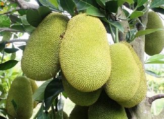 Mơ thấy quả mít ý nghĩa gì và chọn con số gì may mắn